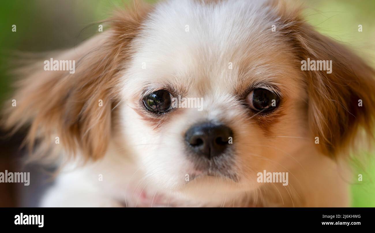 Ritratto di un carino piccolo cane pekingese Foto Stock