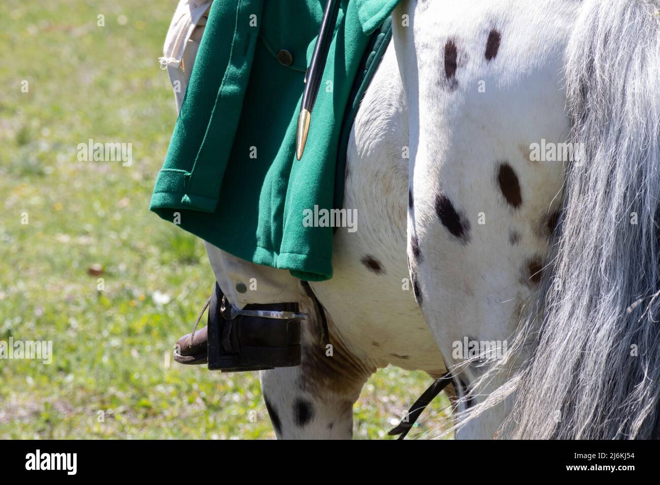 Un pilota su un cavallo bianco con macchie nere Foto Stock