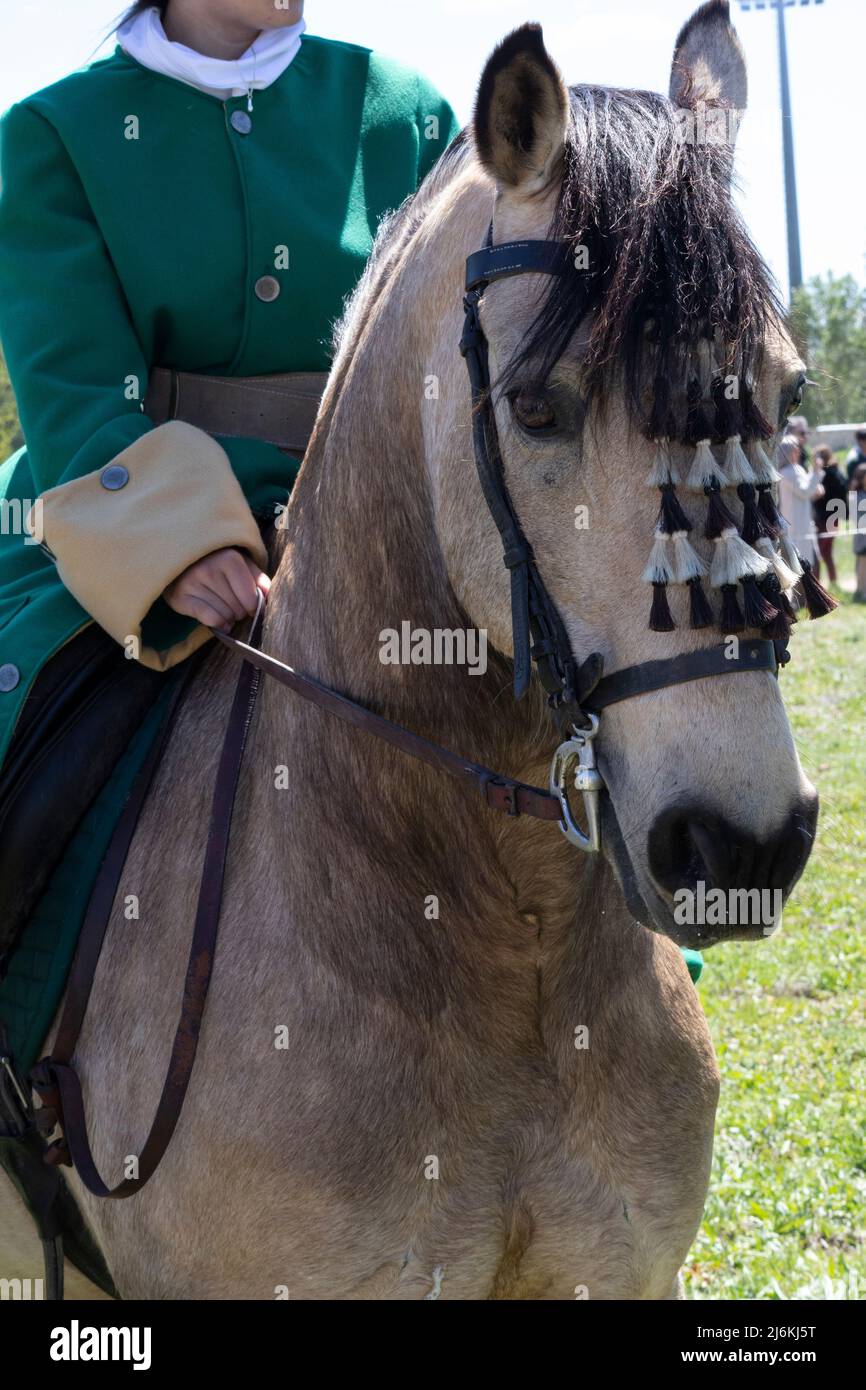 Un pilota che guida un bellissimo e speciale cavallo marrone Foto Stock