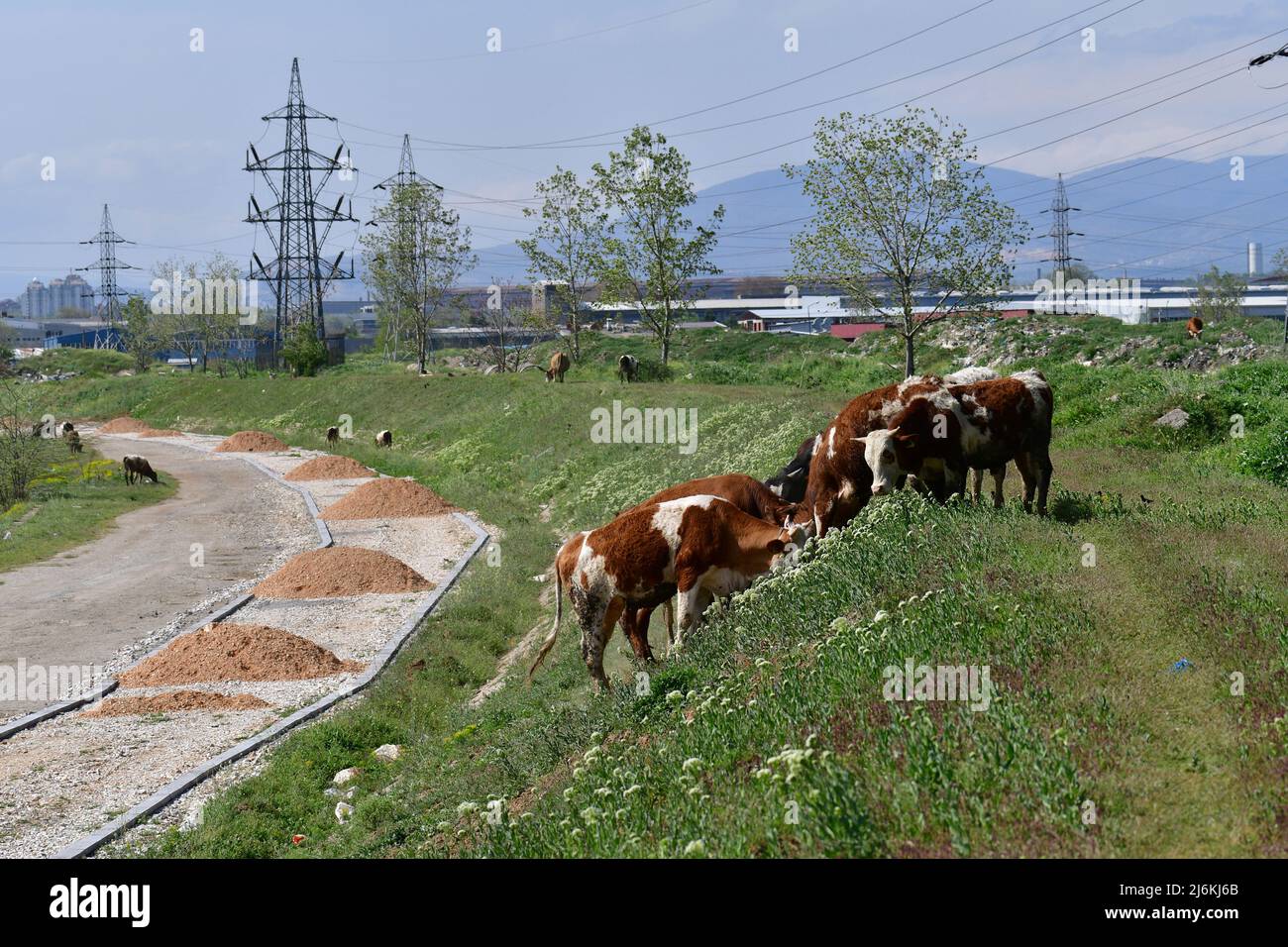 Le mucche pascolano sulla riva del fiume. Alcuni di loro giacciono sul prato. Foto Stock