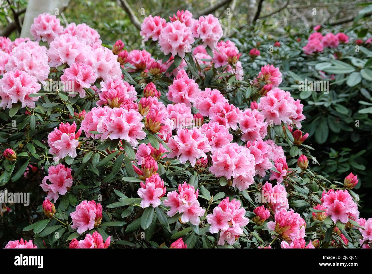 Rododendro rosa e bianco 'Hydon Dawn' in fiore Foto Stock