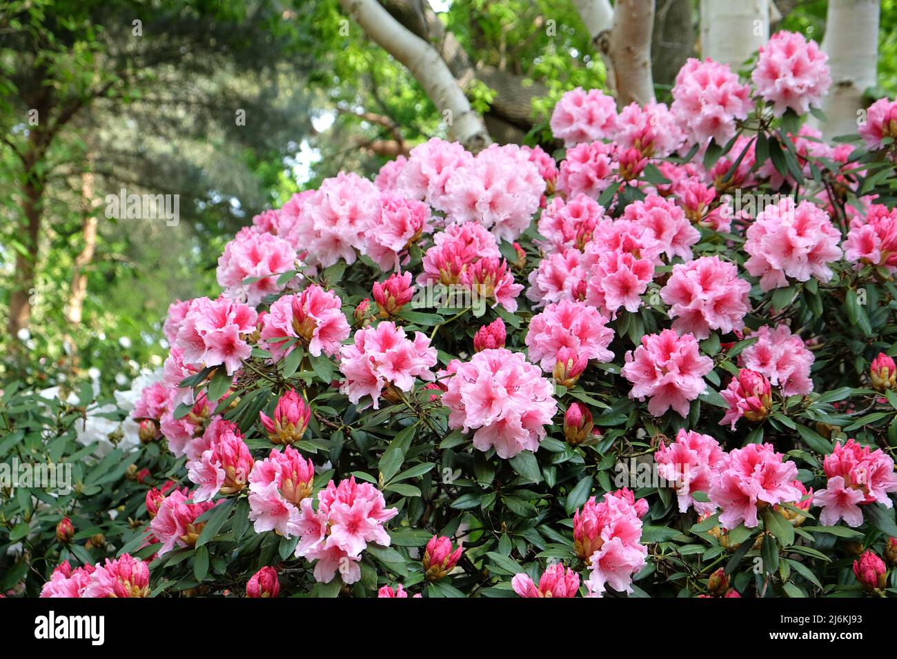 Rododendro rosa e bianco 'Hydon Dawn' in fiore Foto Stock
