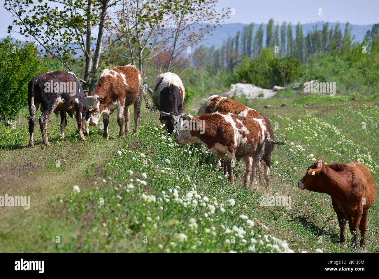 Le mucche pascolano sulla riva del fiume. Alcuni di loro giacciono sul prato. Foto Stock