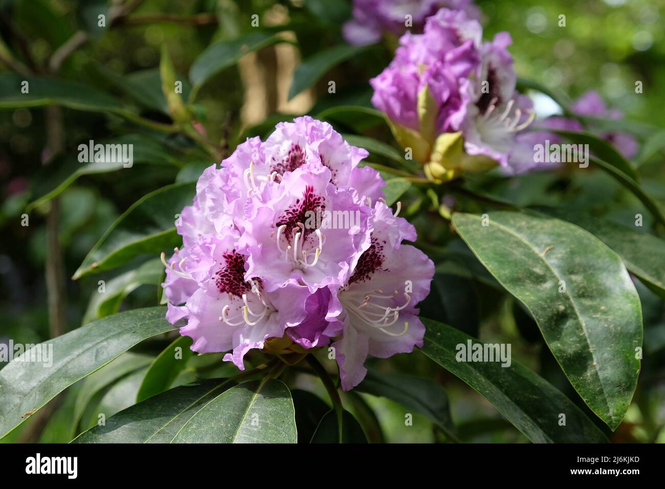 Rhodendron viola 'Blue Jay' in fiore. Foto Stock