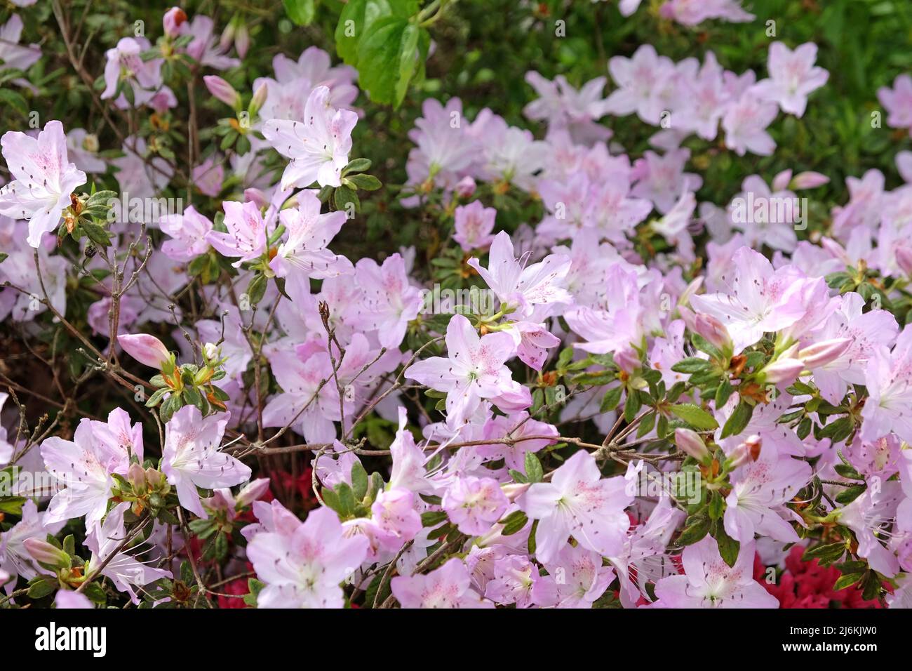Rododendro rosa pallido 'mucronatum' in fiore. Foto Stock