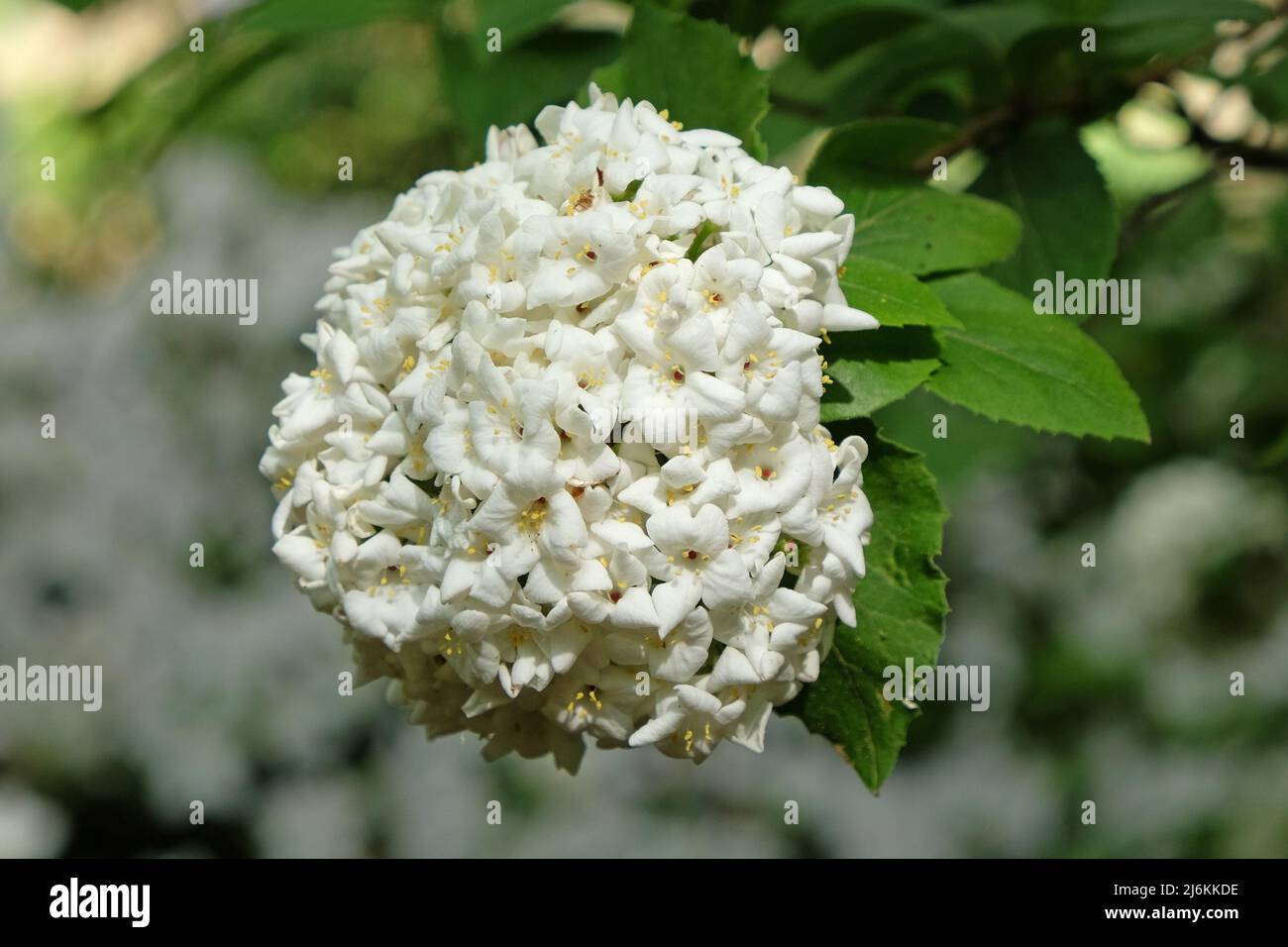 Viburnum opulus roseum ÔsnowballÕ in fiore. Foto Stock