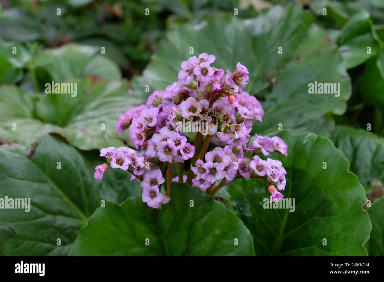 Foglia di cuore bergenia in fiore. Foto Stock