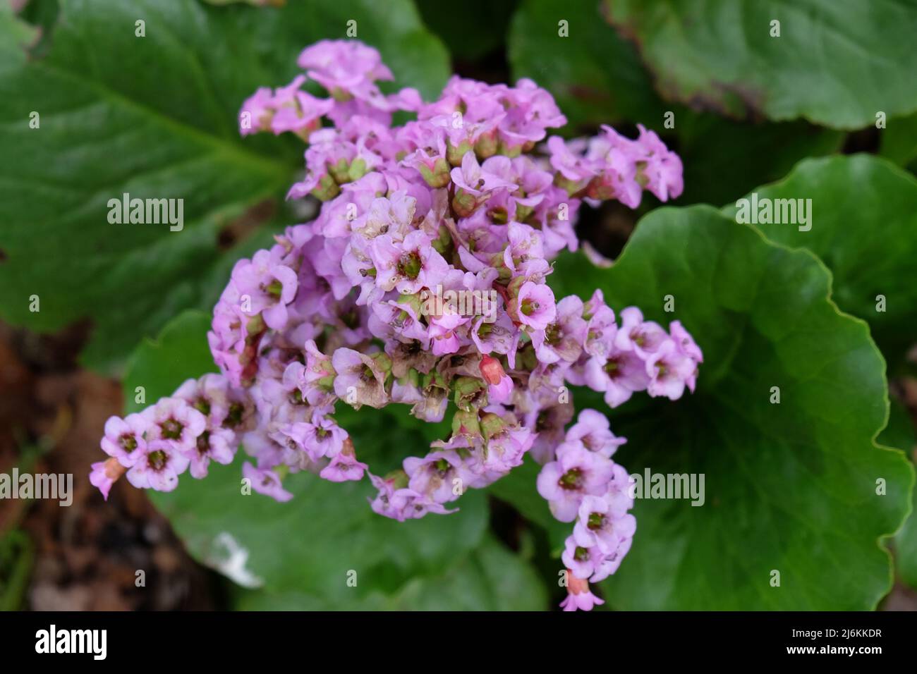 Foglia di cuore bergenia in fiore. Foto Stock