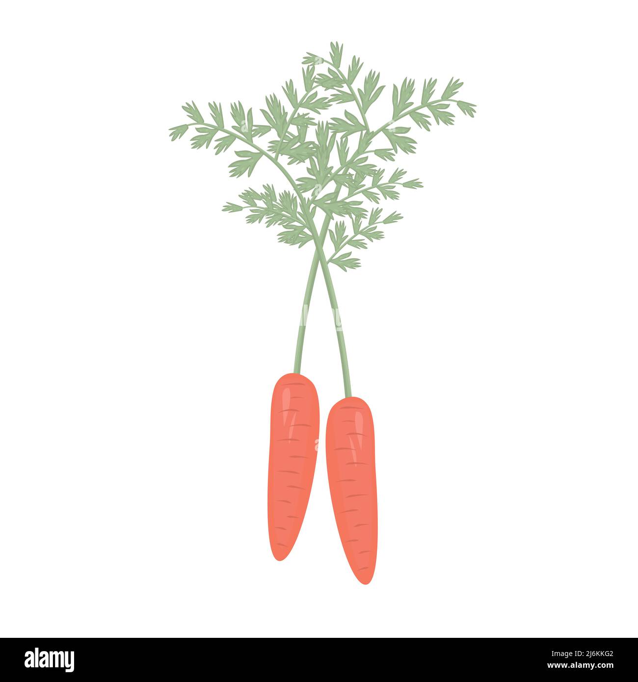 Carota con foglie, illustrazione colorata Illustrazione Vettoriale