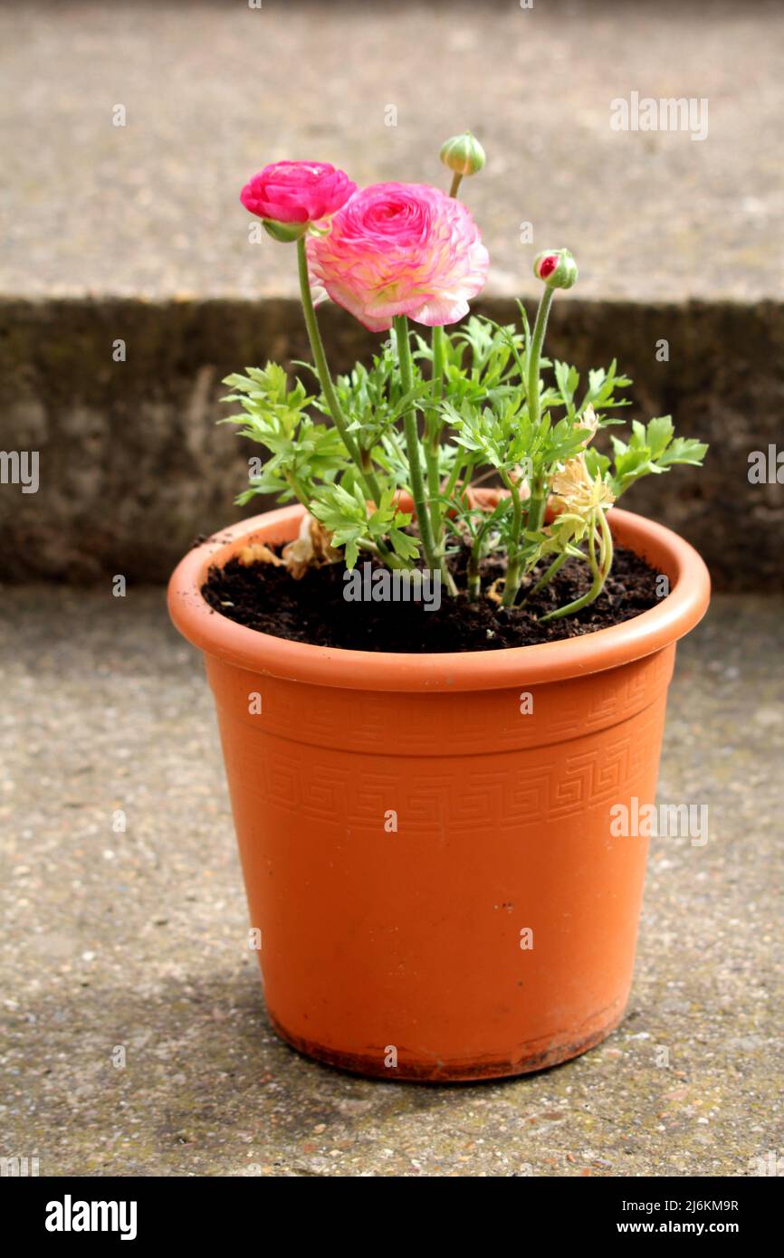 Rosa Buttercup o Ranunculus Rosa piante ornamentali in fiore con fiori rosa di ermafrodite dai colori vivaci e densamente stratificati Foto Stock