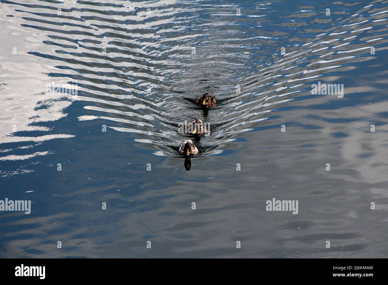 Single maschio e due femmina anatre selvatiche o mallards o Anas platyrhynchos uccelli acquatici di medie dimensioni dabbling anatre che nuotano in una fila nel fiume tranquillo Foto Stock