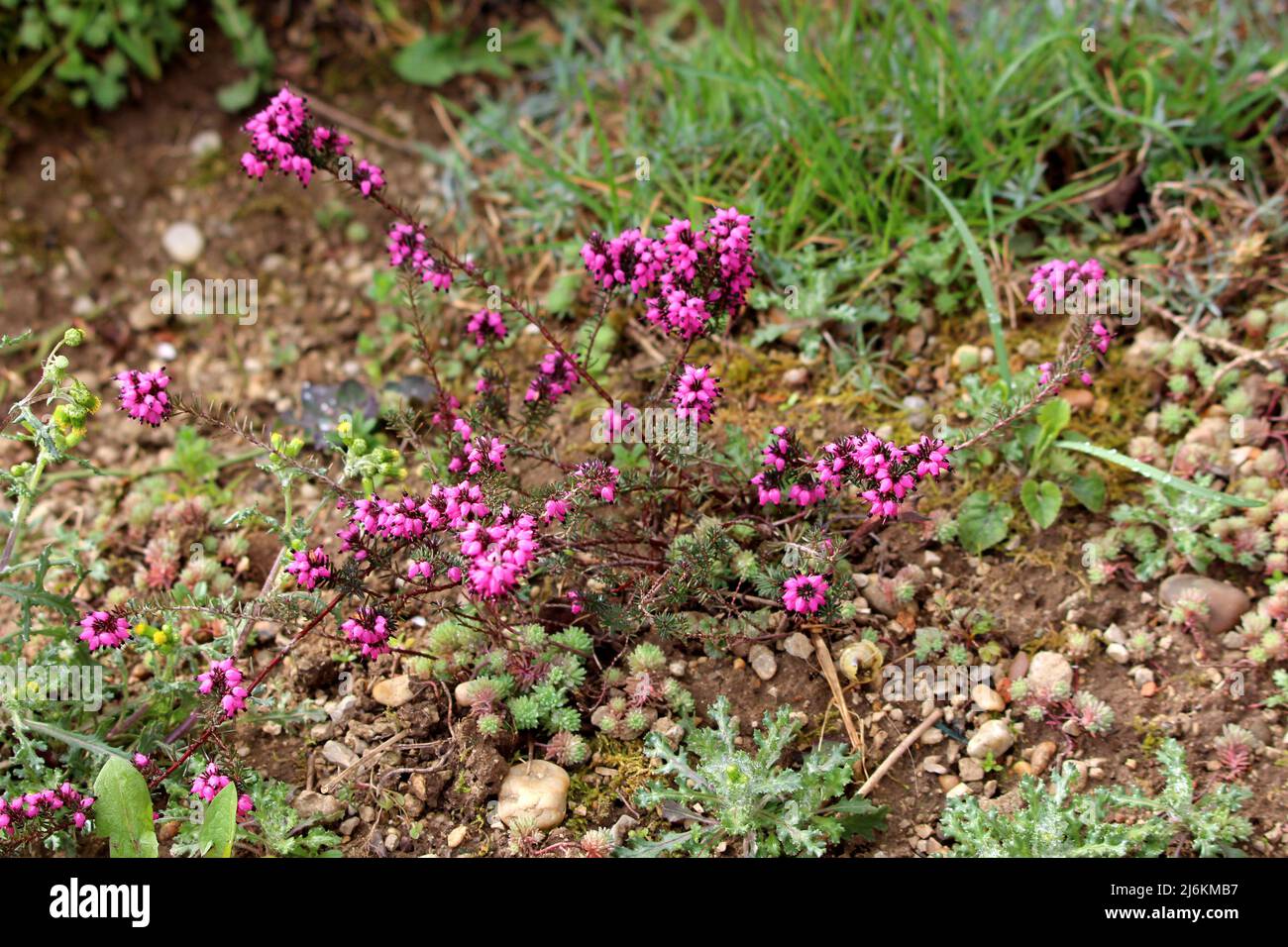 Il Bell Heather o Erica cinerea specie di bassa diffusione siccità tollerante pianta ornamentale arbusto fioritura che fornisce una grande quantità di nettare Foto Stock