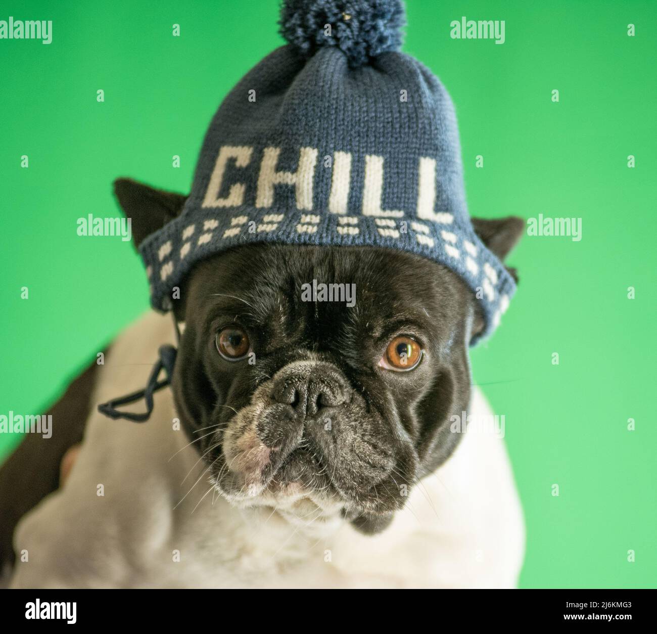 Ritratto di un Bulldog francese che indossa un cappello da festa. Foto Stock