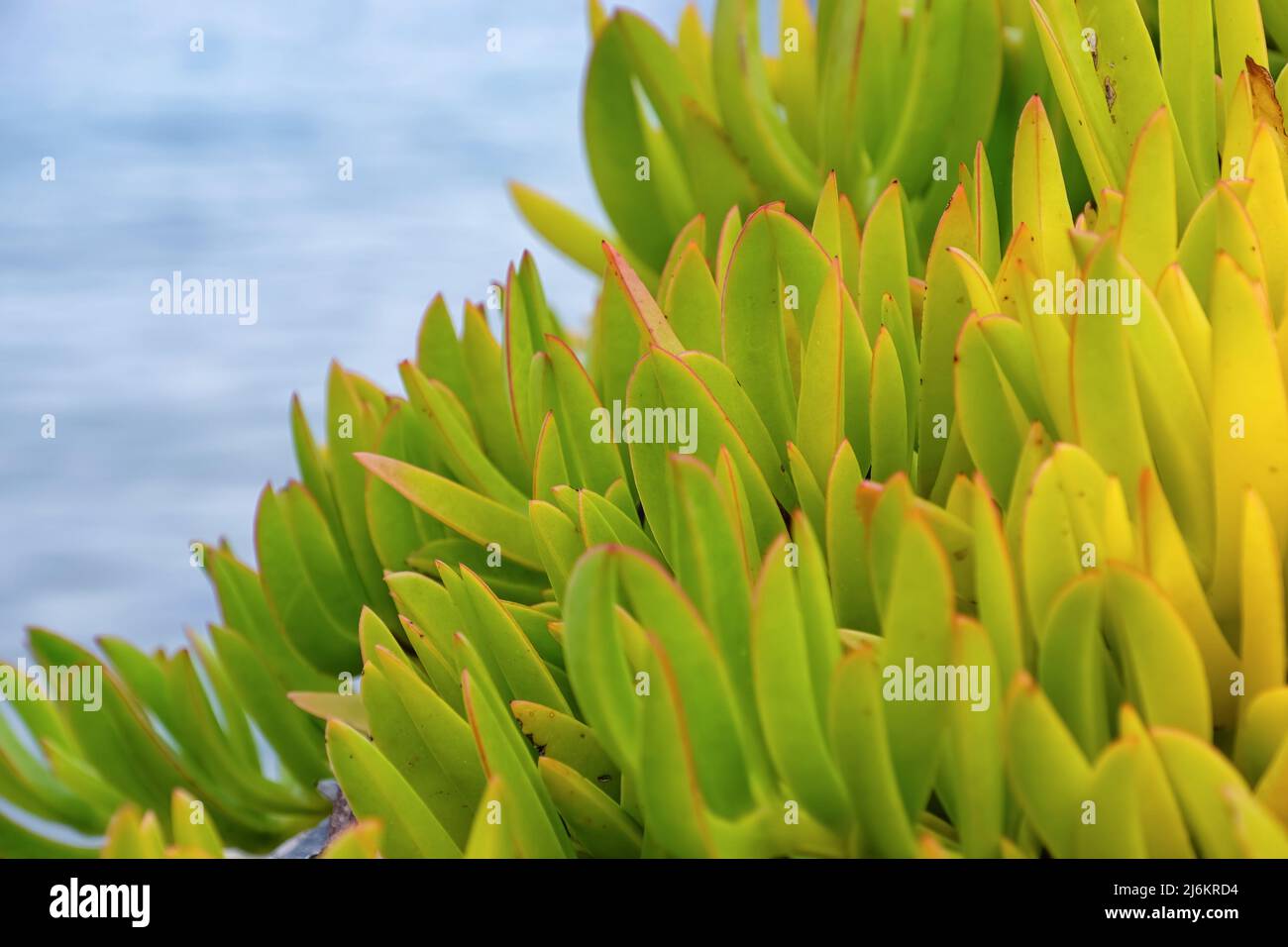 Pianta succulenta tropicale fresca, closeup Foto Stock