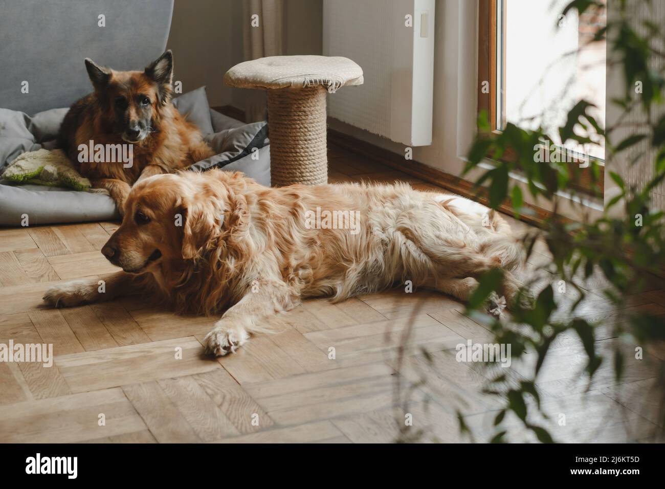 Due cani che riposano sul pavimento Animali domestici gli amici a casa in attesa di essere umani. Big dogs Golden Retriever, German Shepperd insieme vita con animali in appartamento Foto Stock