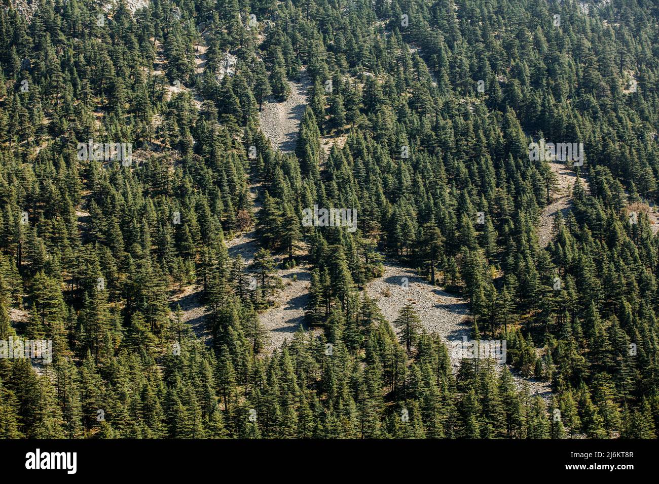 Primo piano della foresta di cedri ad Antalya - Turchia Foto Stock