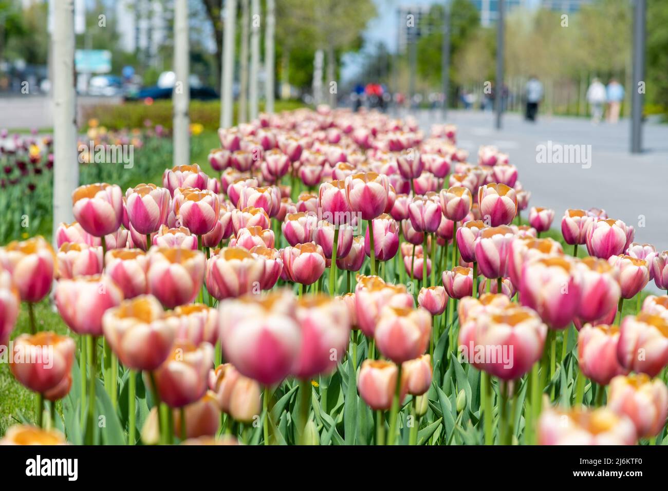 Molti tulipani colorati lungo il vicolo della città. Tulipani bianchi e rosa su un prato verde in un parco cittadino. Foto Stock