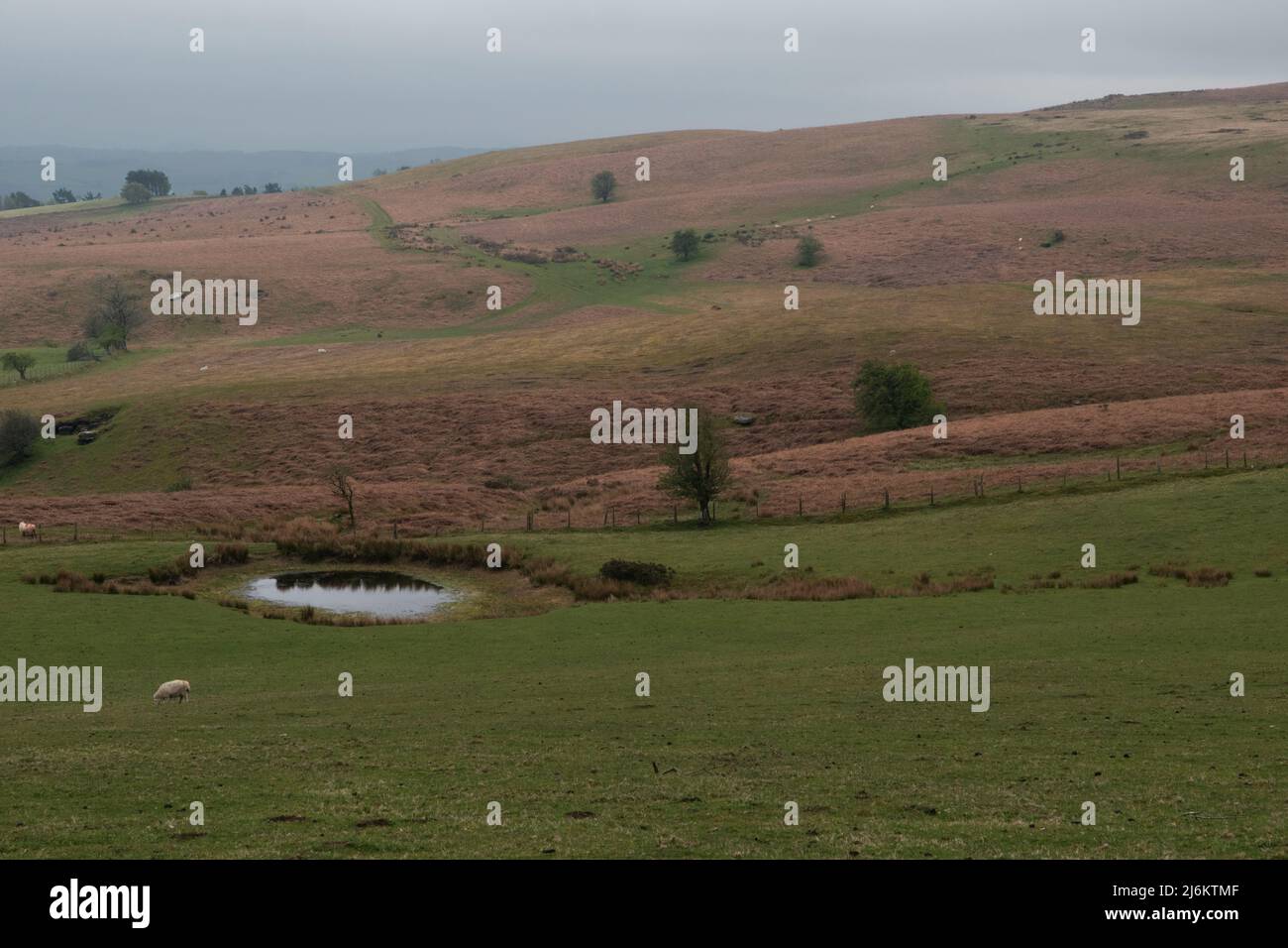 Il Moro di Pant-y-llyn Hill nelle montagne Cambrian, Powys, Mid Wales, Regno Unito Foto Stock