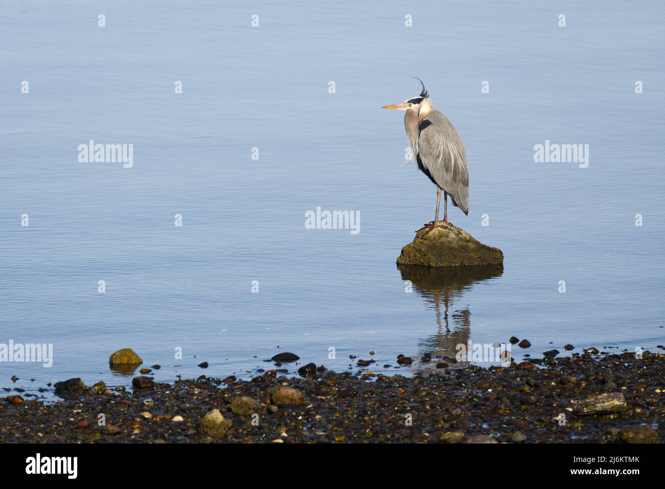 Grande airone blu in piedi su una roccia sul bordo dell'acqua con vento soffia piume testa Foto Stock