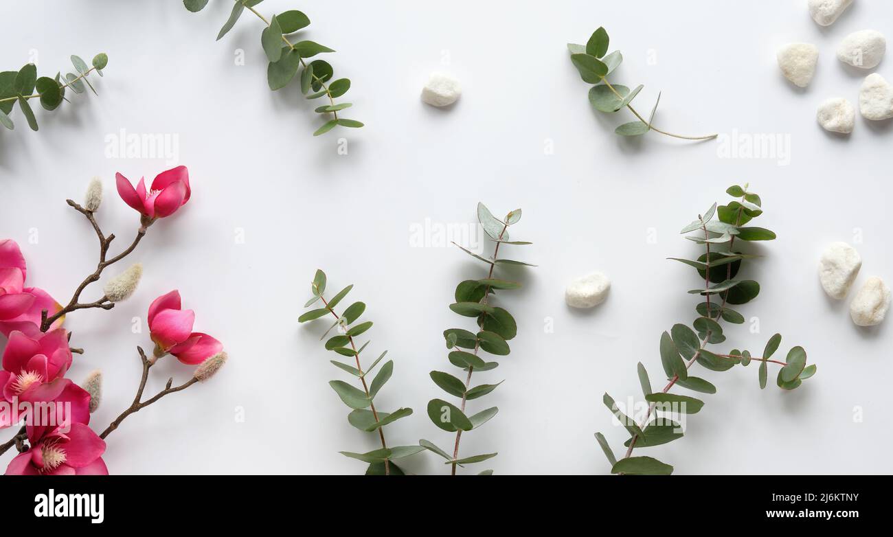 magnolia rosa fiori su ramoscelli, foglie di eucalipto fresco e pietre bianche intorno carta bianco crema. Foto Stock
