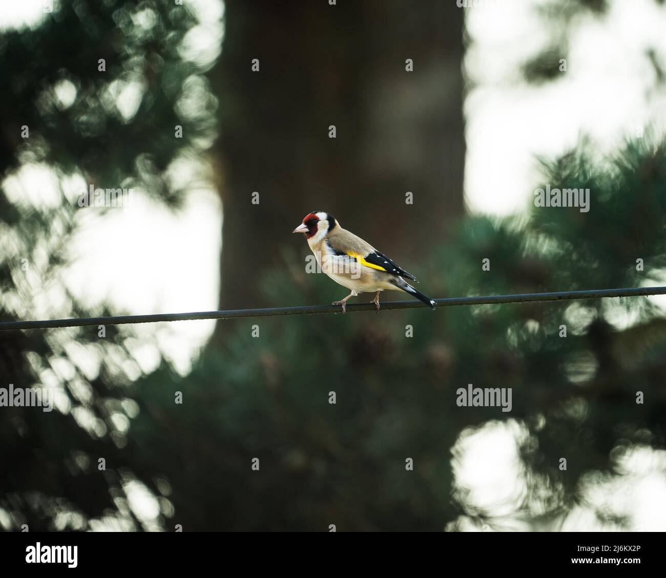 Goldfinch su un cavo telefonico, sullo sfondo di un albero Foto Stock