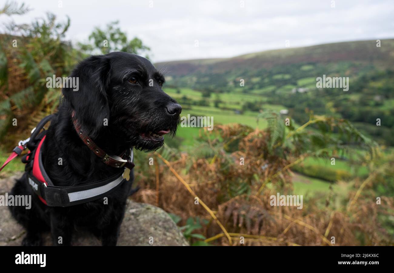 Black Dog seduto su una roccia nelle montagne nere del Galles Foto Stock