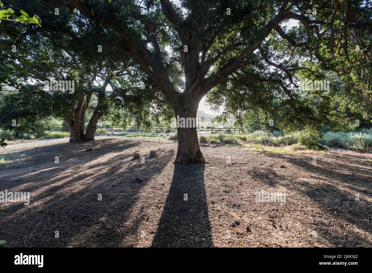 Grandi querce retroilluminate a Chatsworth Park South nella zona della San Fernando Valley di Los Angeles, California. Foto Stock