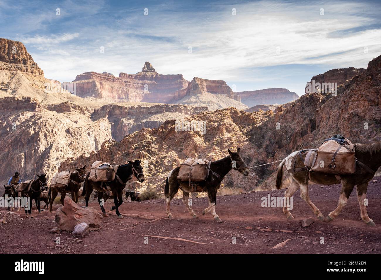 Pack Mules in direzione del South Kaibab Trail nel Grand Canyon Foto Stock