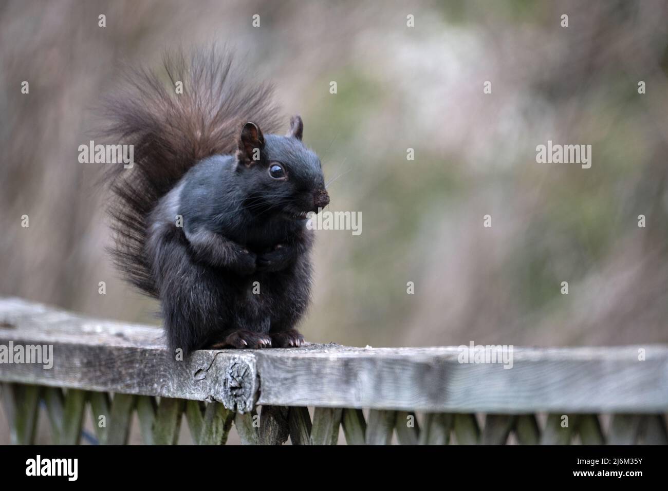 Una vista ravvicinata di uno scoiattolo grigio orientale (Sciurus carolinensis) con un cappotto nero di pelliccia seduto sulle gambe posteriori su una recinzione di legno. Foto Stock