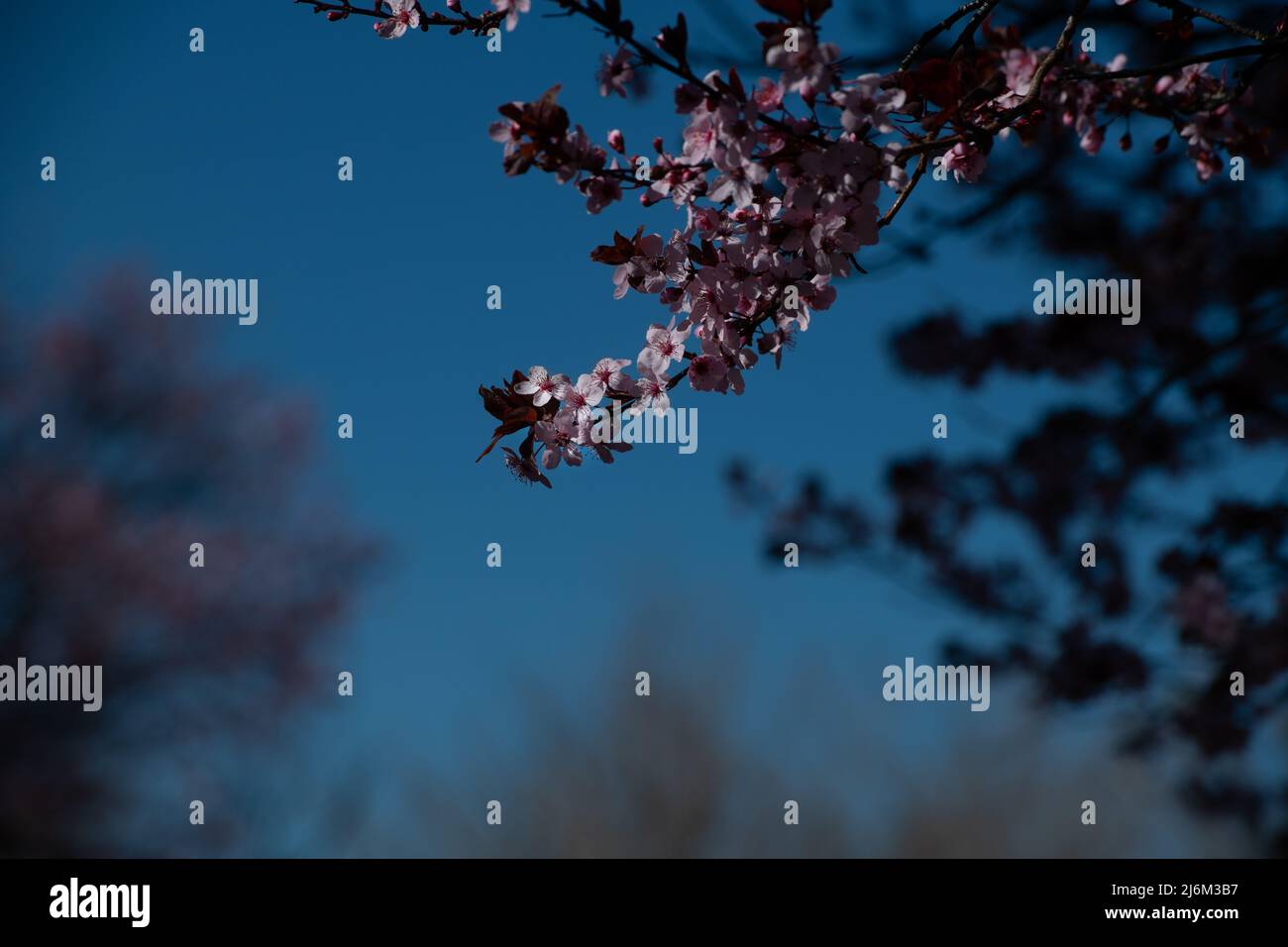 Primo piano di fiori rosa di rami di ciliegio in primavera a Santa Fe, New Mexico, contro il giardinaggio orizzontale del cielo blu o alberi in fiore Foto Stock