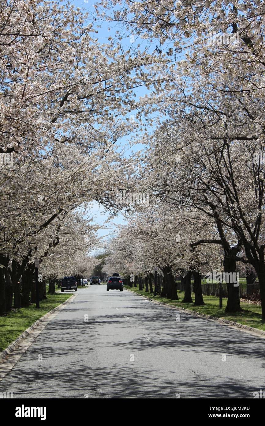 Vertical Cars Cherry Blossoms Beautiful East Potomac Park Foto Stock