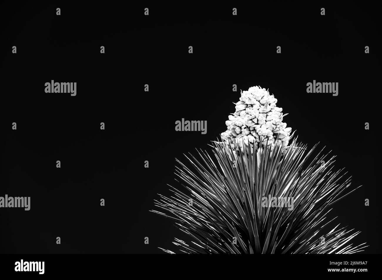 Vista spettacolare di una fioritura di una Yucca brevifolia al Joshua Tree National Park in California, USA contro un cielo vuoto. Foto Stock