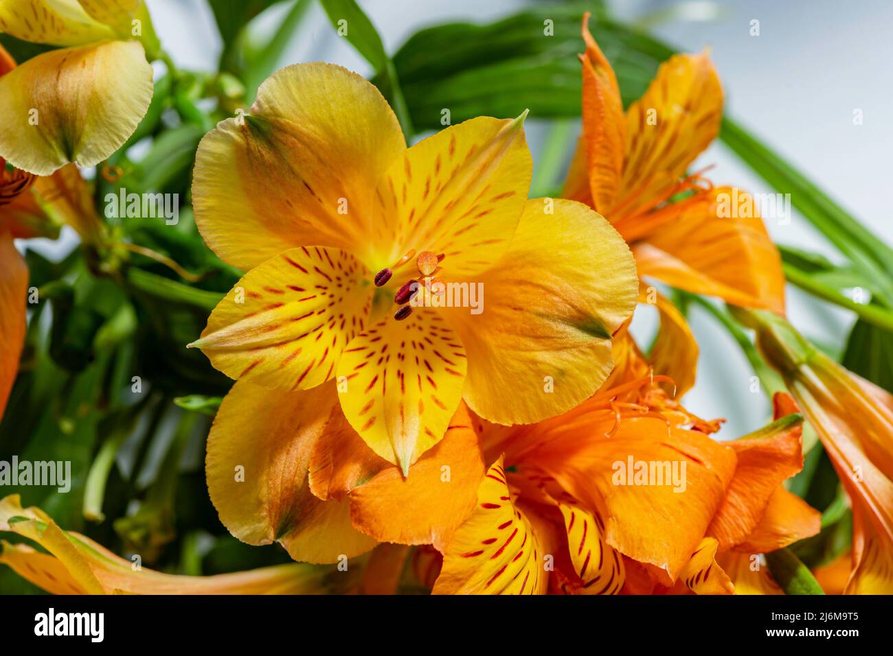Vista dei fiori gialli Giglio degli Incas da vicino Foto Stock