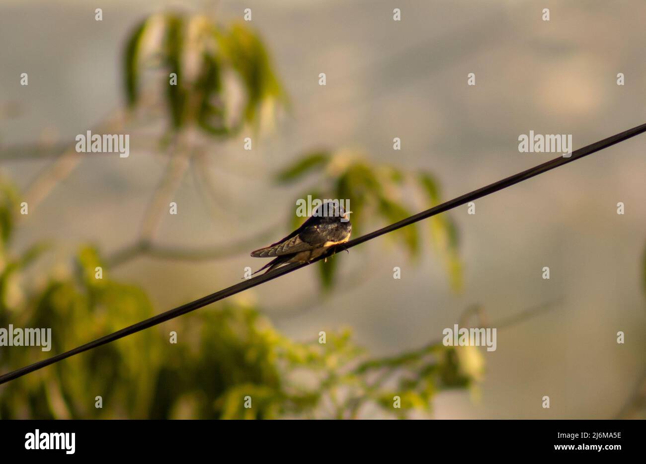 Uno Swallow che dorme su un filo. Foto Stock