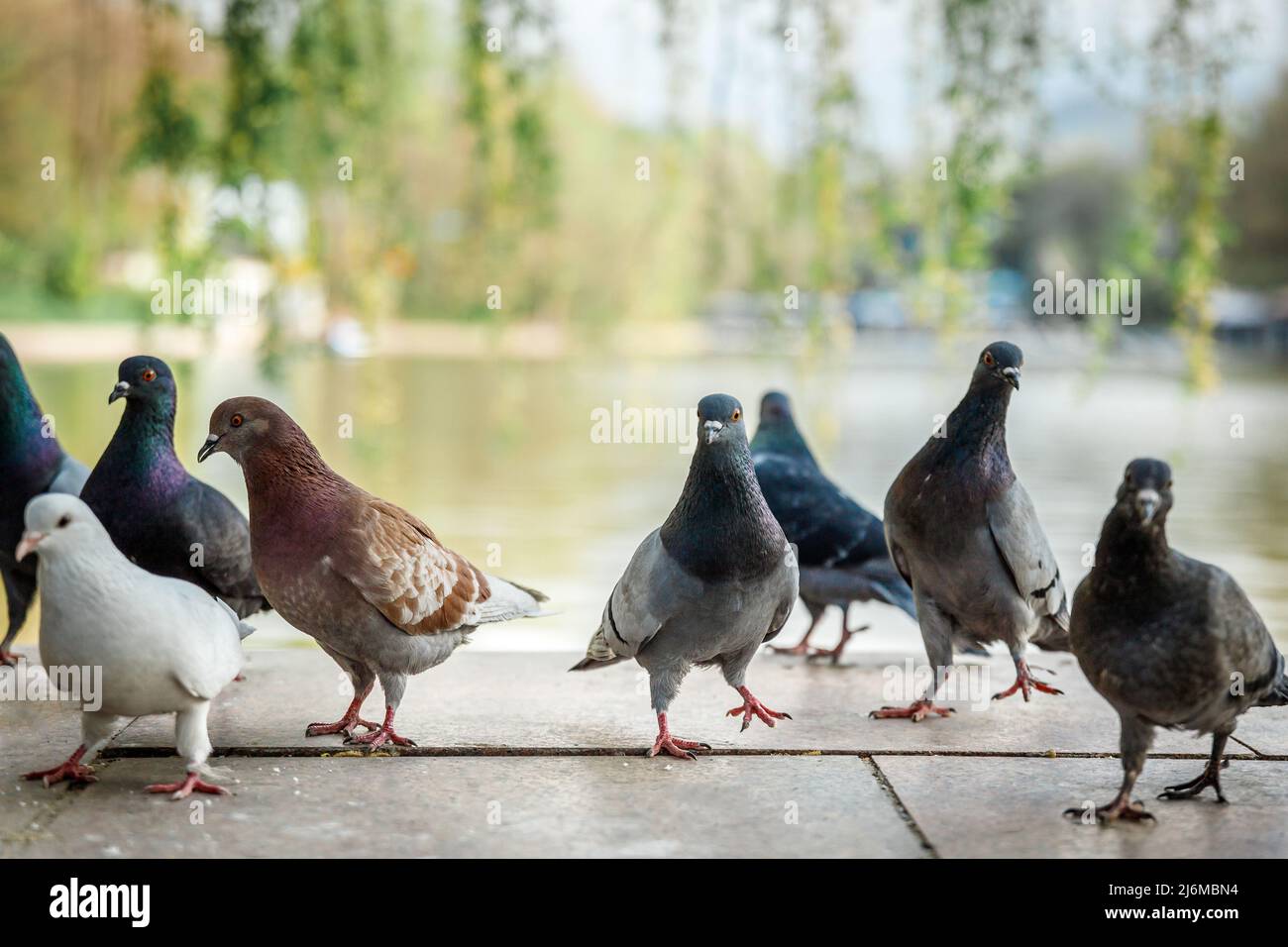 Un gruppo di diversi piccioni urbani curiosi stanno guardando la telecamera. Uccelli piccioni sul lungofirio della città. Foto Stock