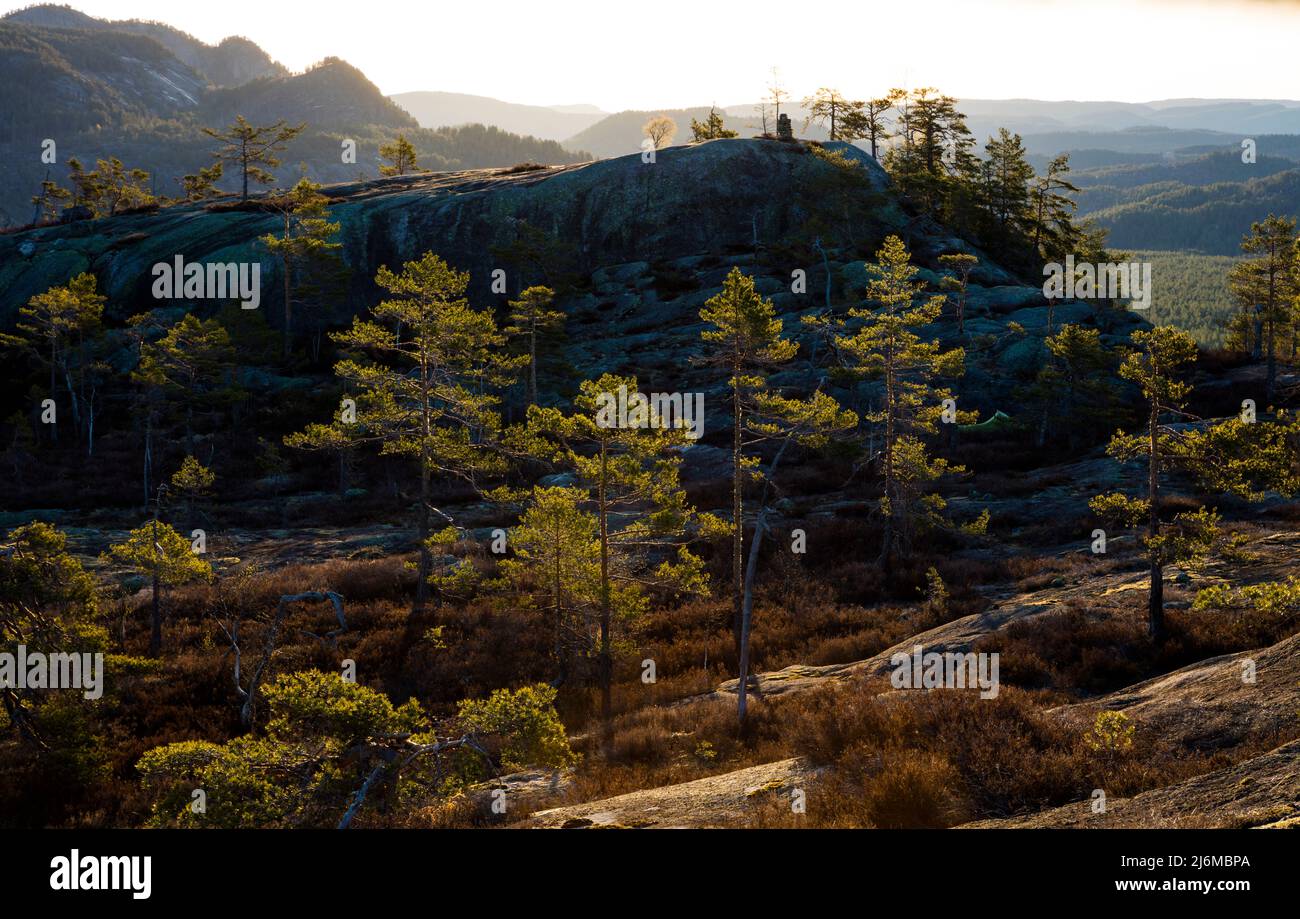 Prima mattina luce del sole su pini, Pinus sylvestris, a Måfjell in Nissedal, Telemark, Norvegia, Scandinavia. Foto Stock