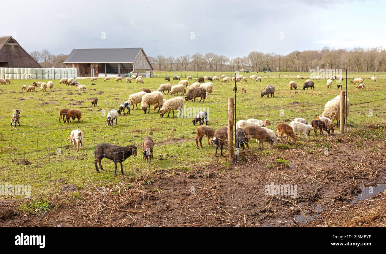 Pecora madre e molti agnelli su un campo Foto Stock