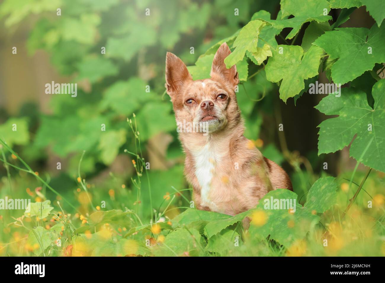 chihuahua corta marrone e bianca con capelli in posizione seduta in verde verde verde ambiente estivo nel parco Foto Stock