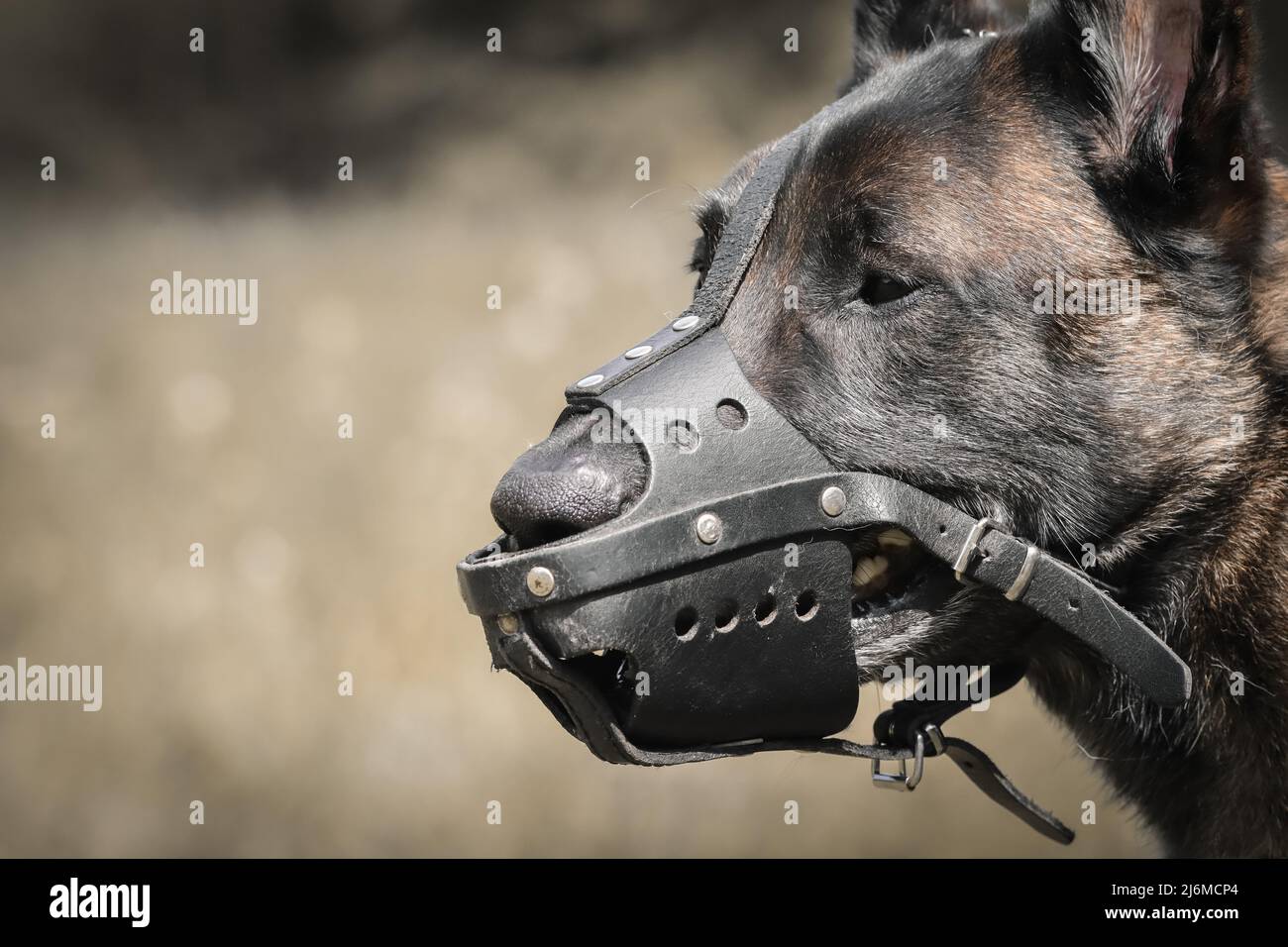 testa di cane pastore belga malinois con museruola per protezione Foto Stock