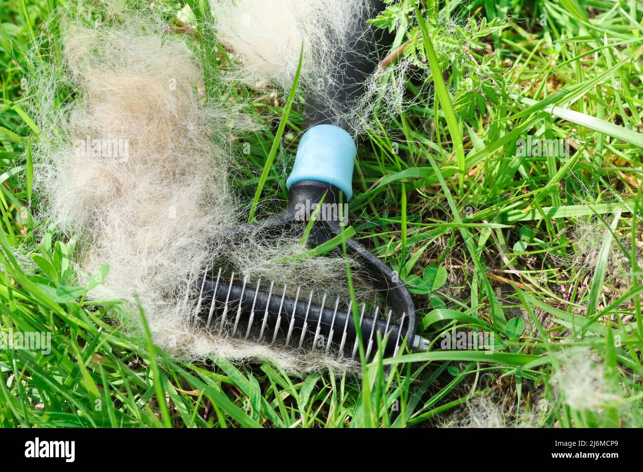 Spazzolatura del cane manutenzione grooming del canine cappotto lotta contro lo spargimento invernale pettine spazzola Foto Stock