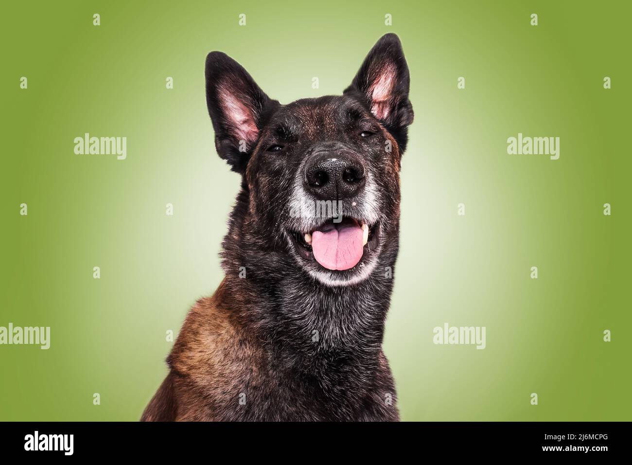 malinois divertente ritratto cane facendo un sorriso pastello sfondo divertente pastore belga Foto Stock