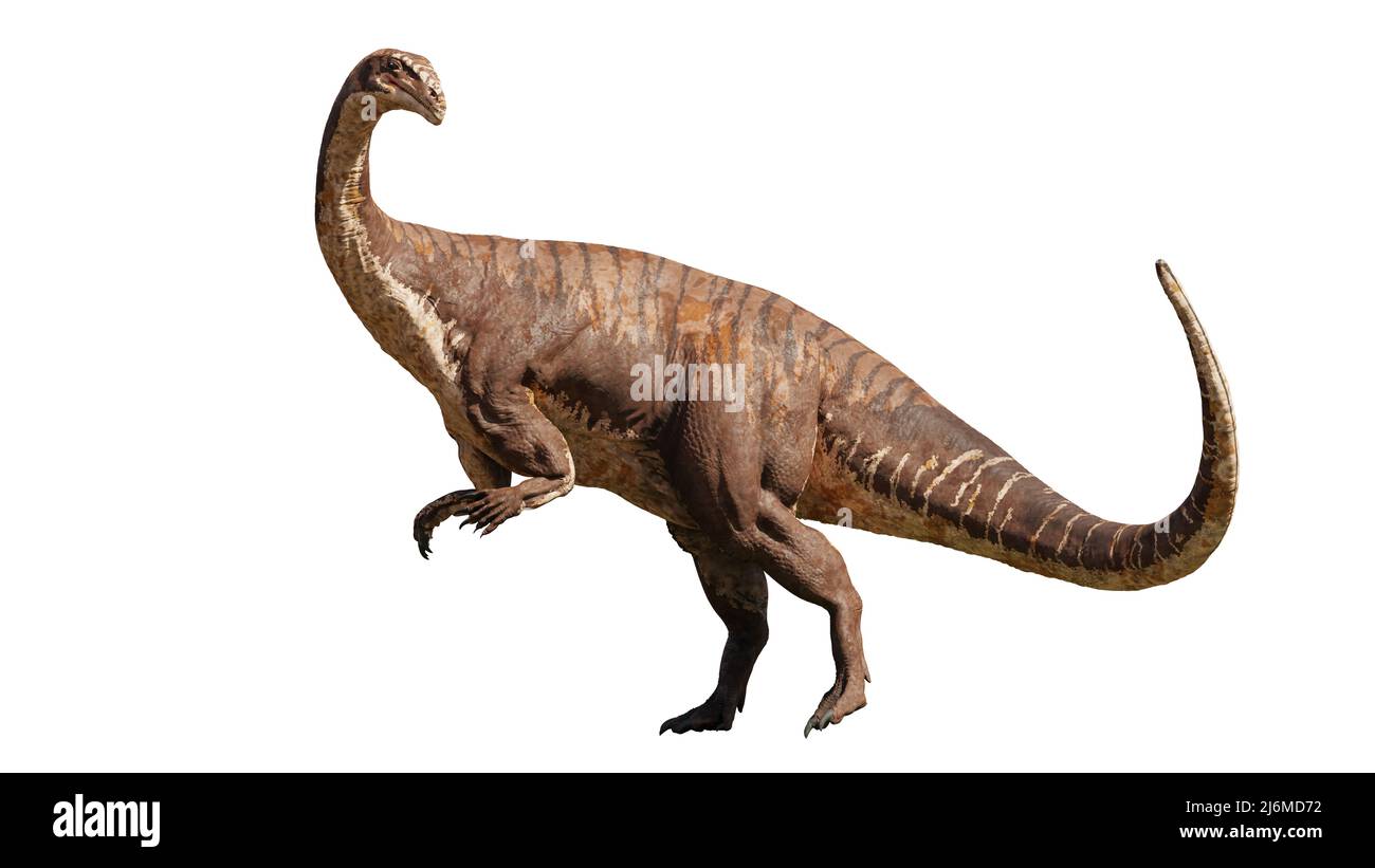 Plateosaurus, dinosauro da 214 a 204 milioni di anni fa, isolato su sfondo bianco Foto Stock