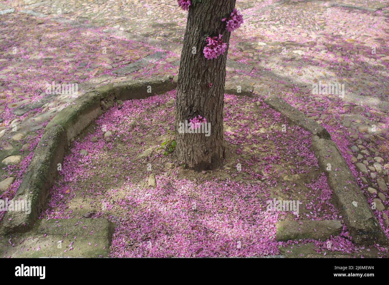 Buca piena di fiori rosa di judas albero o Cercis siliquastrum. Petalo che copre il parco urbano Foto Stock