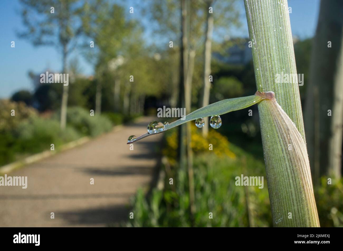 Bella terra verde germogli di bambù su un sorgere del sole di primavera. Lama piena di gocce di rugiada Foto Stock