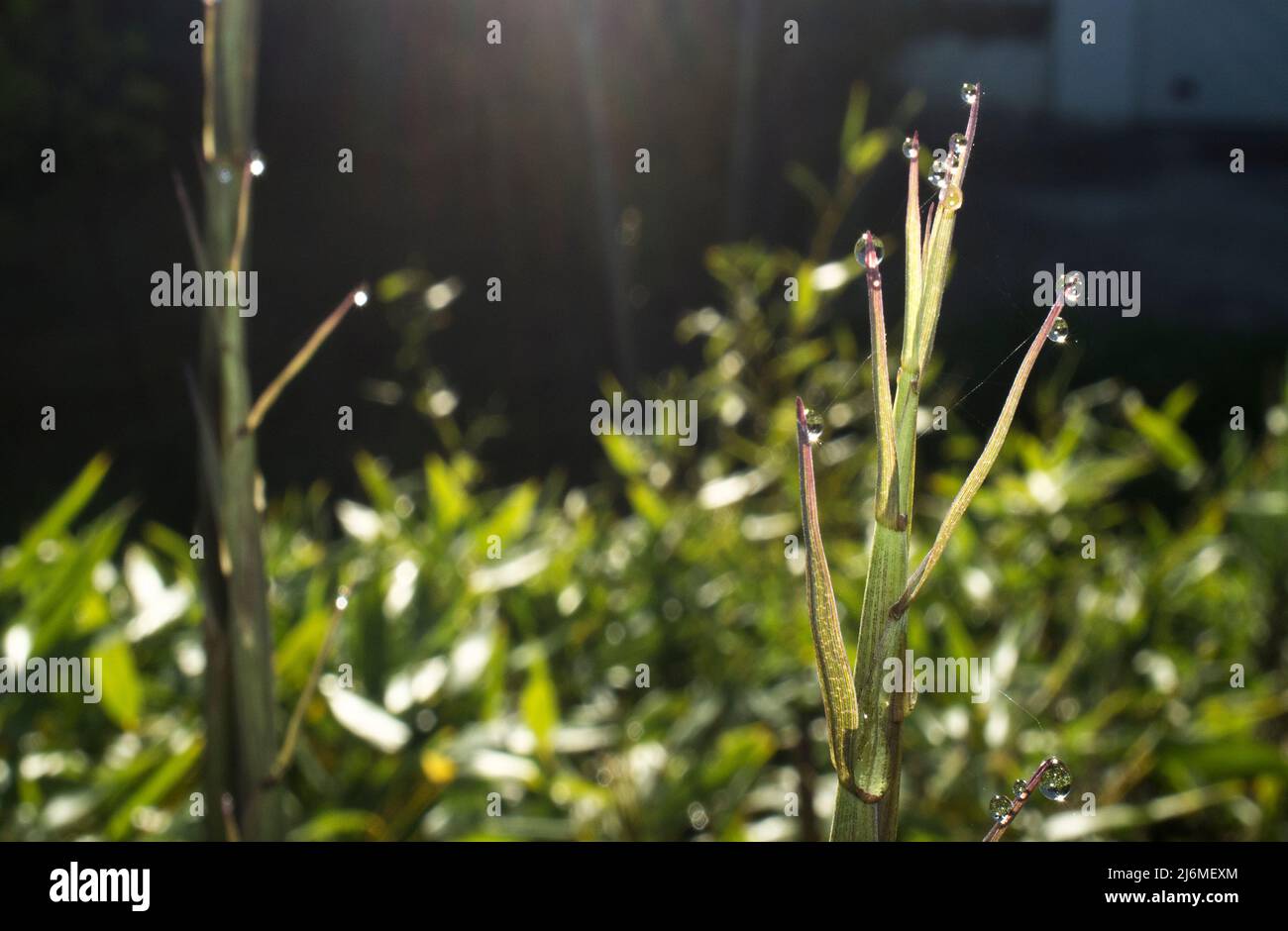 Bella terra verde germogli di bambù su un sorgere del sole di primavera. Lama piena di gocce di rugiada Foto Stock