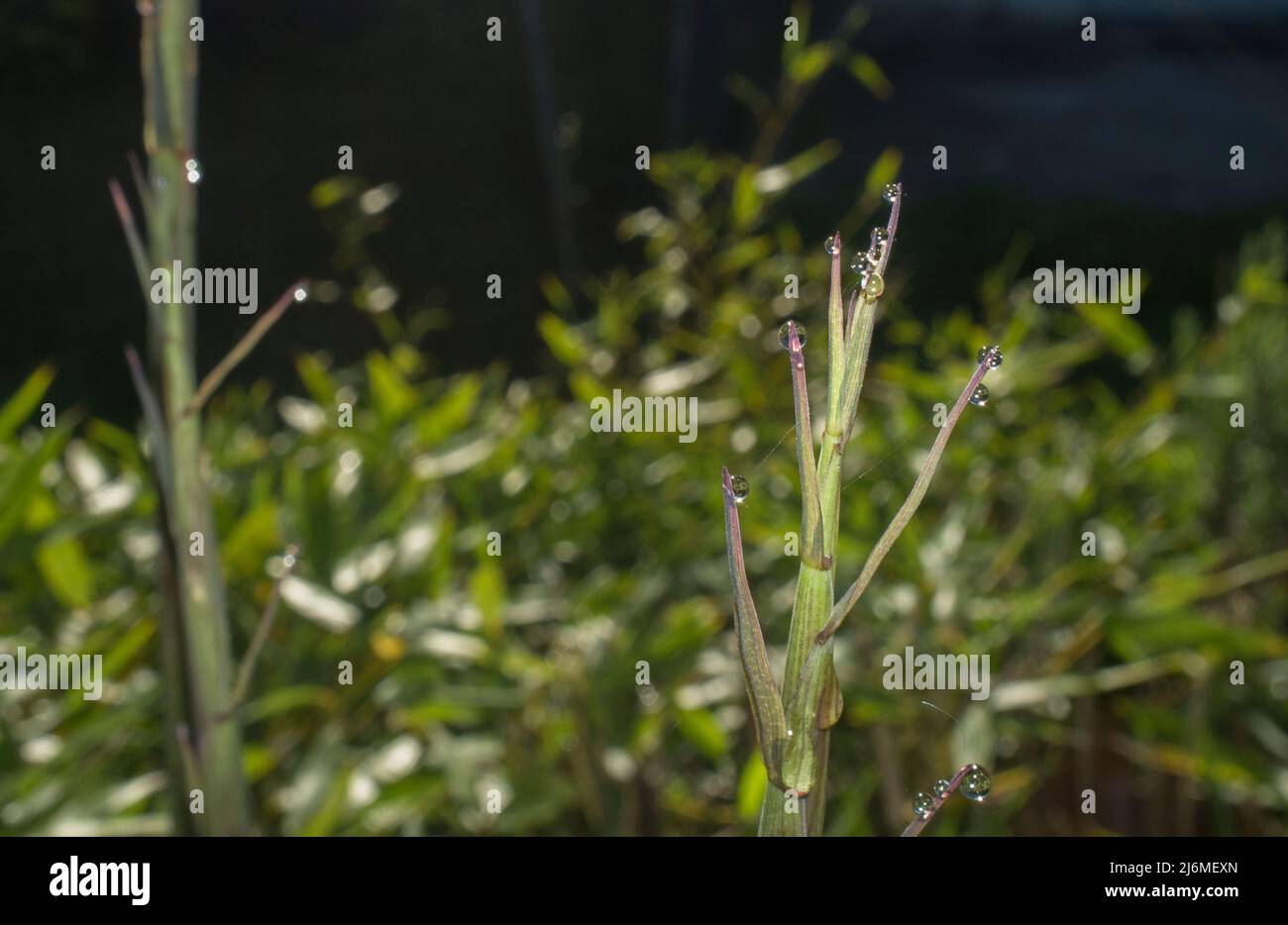 Bella terra verde germogli di bambù su un sorgere del sole di primavera. Lama piena di gocce di rugiada Foto Stock