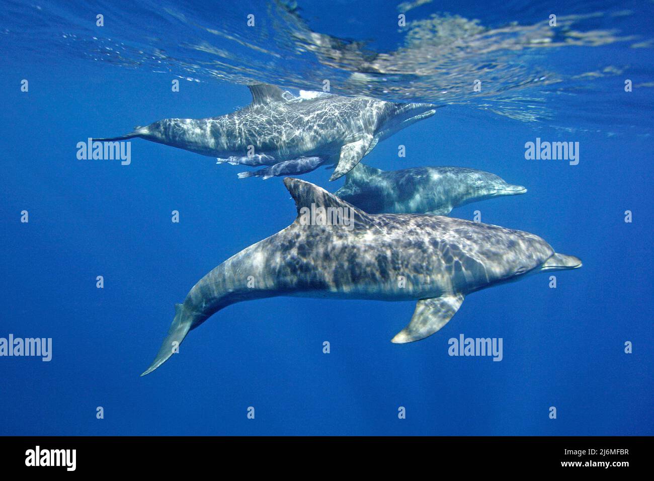 Delfino Indo-Pacifico a collo di bottiglia (Tursiops aduncus), in acque blu, Maldive, Oceano Indiano, Asia Foto Stock