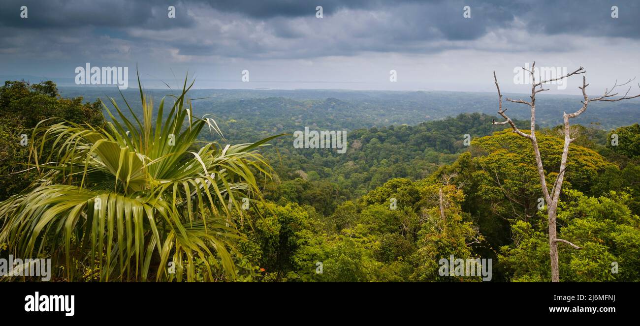 Vista panoramica della lussureggiante foresta pluviale nell'Area Silvestre Corregimiento de Nargana, Comarca Guna Yala, Repubblica di Panama, America Centrale. Foto Stock