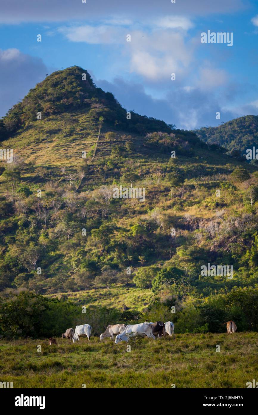 Paesaggio montano di Panama con bestiame che pascola nei campi verdi di pascolo vicino la Pintada, provincia di Cocle, Repubblica di Panama, America Centrale. Foto Stock