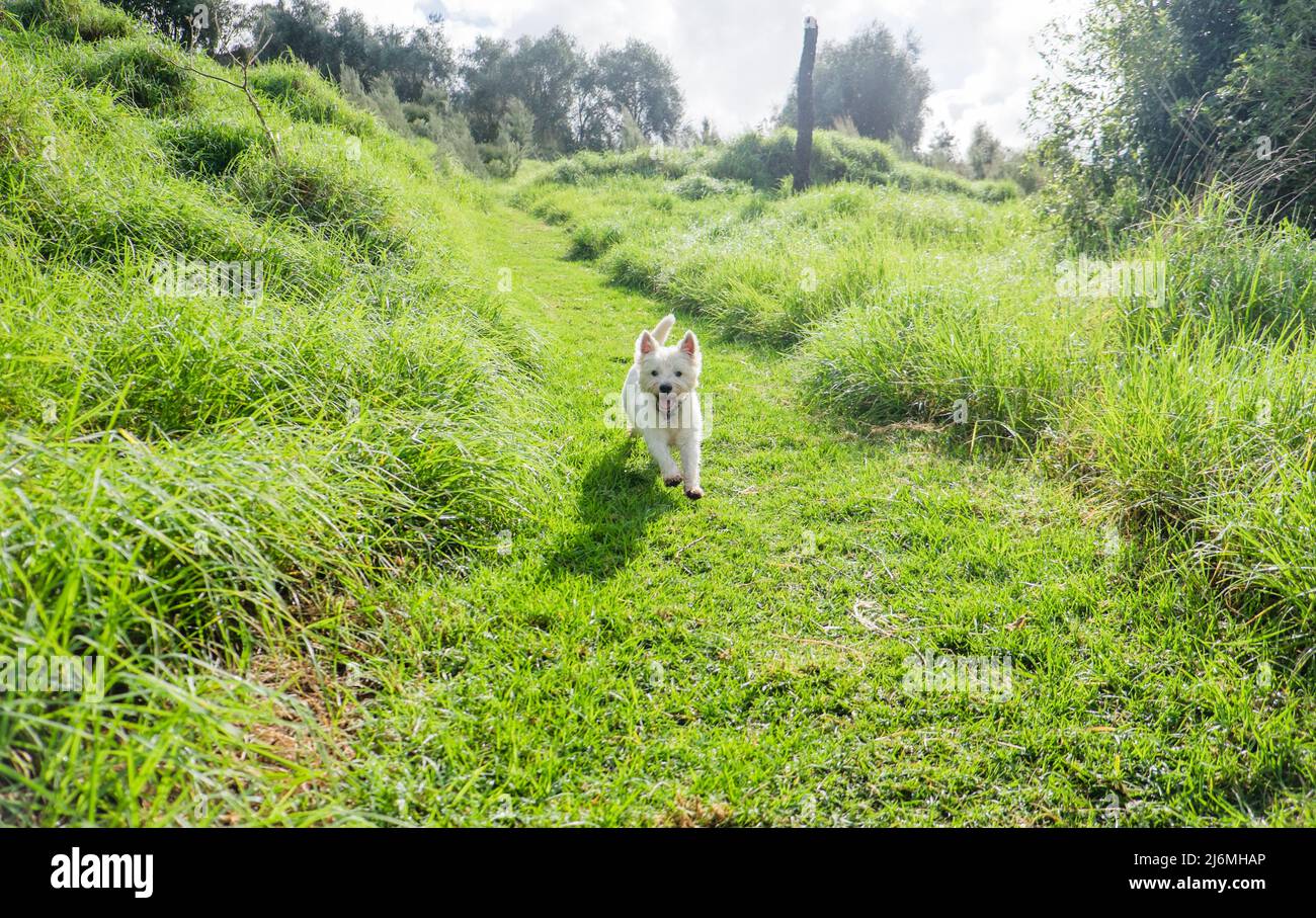 Piccolo weste West Highland Terrier cane che corre giù una collina erbosa in un parco per cani Foto Stock